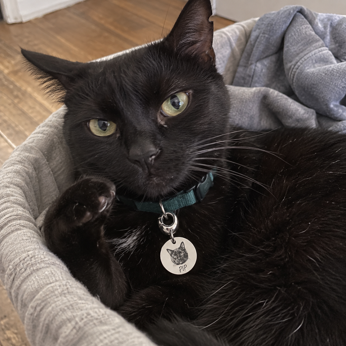 Custom Portrait Pet Tag UGC photo - silver PIP tag on black cat at home Anthology Jewelry