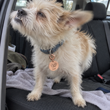 Custom Portrait Pet Tag UGC photo - rose gold OLIVE tag on scruffy dog in car Anthology Jewelry
